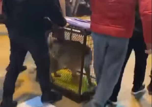 Донели га као трофеј: Вук у кавезу на фудбалском турниру (ВИДЕО)